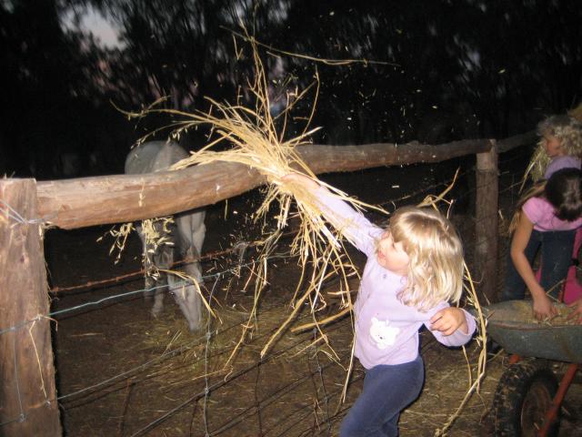 ann-feeding-horse