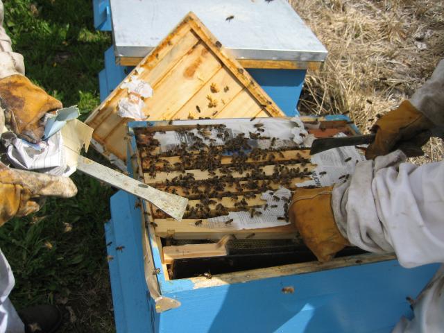 bee hive