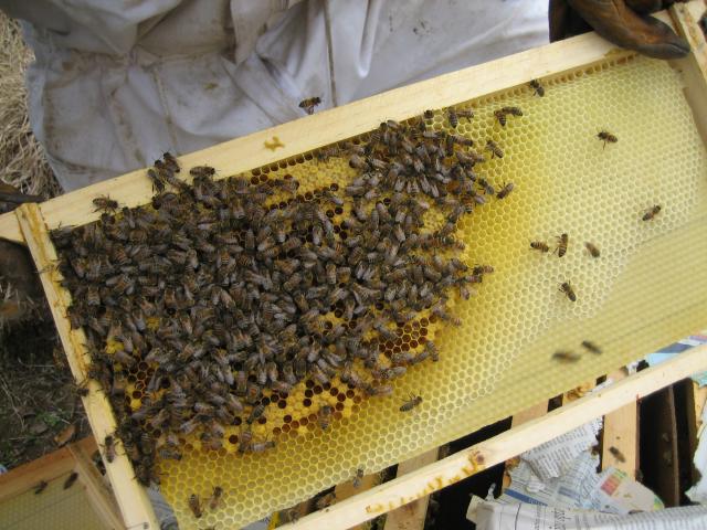 checking hive