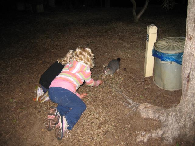 feeding a possum